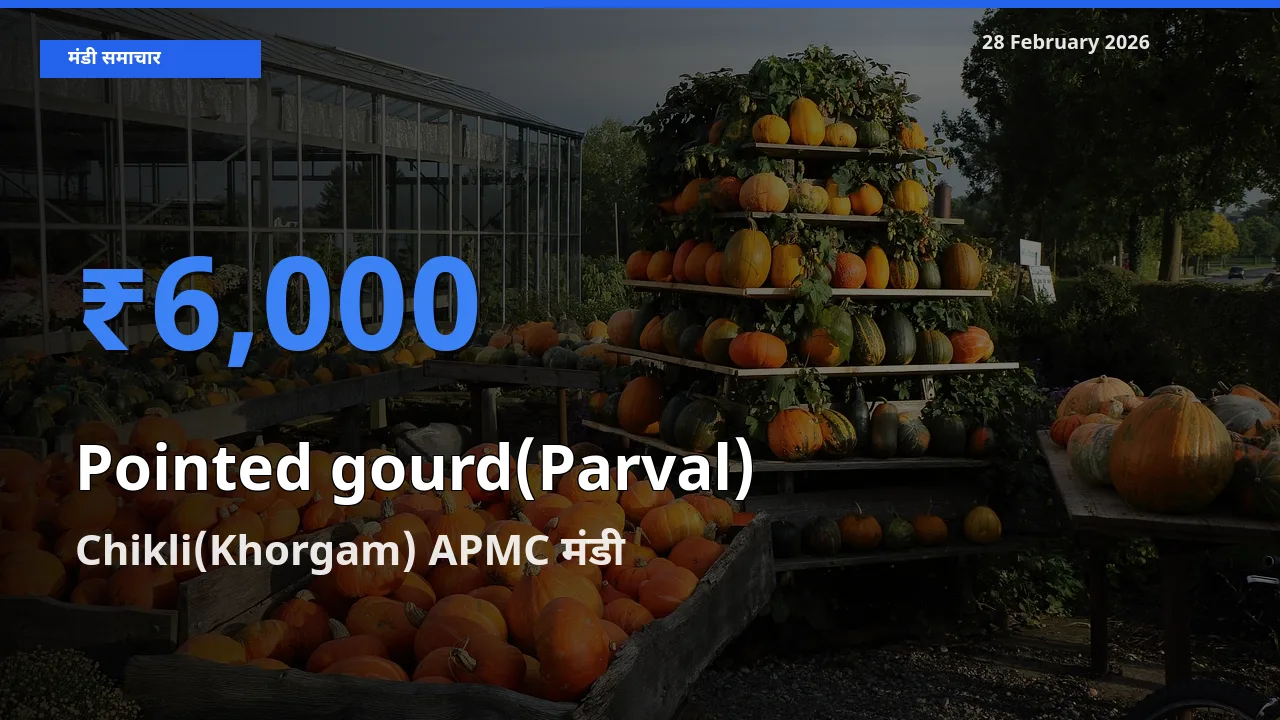 28 February अपडेट: Pointed gourd(Parval) के सबसे ऊँचे दाम Chikli(Khorgam) APMC मंडी में