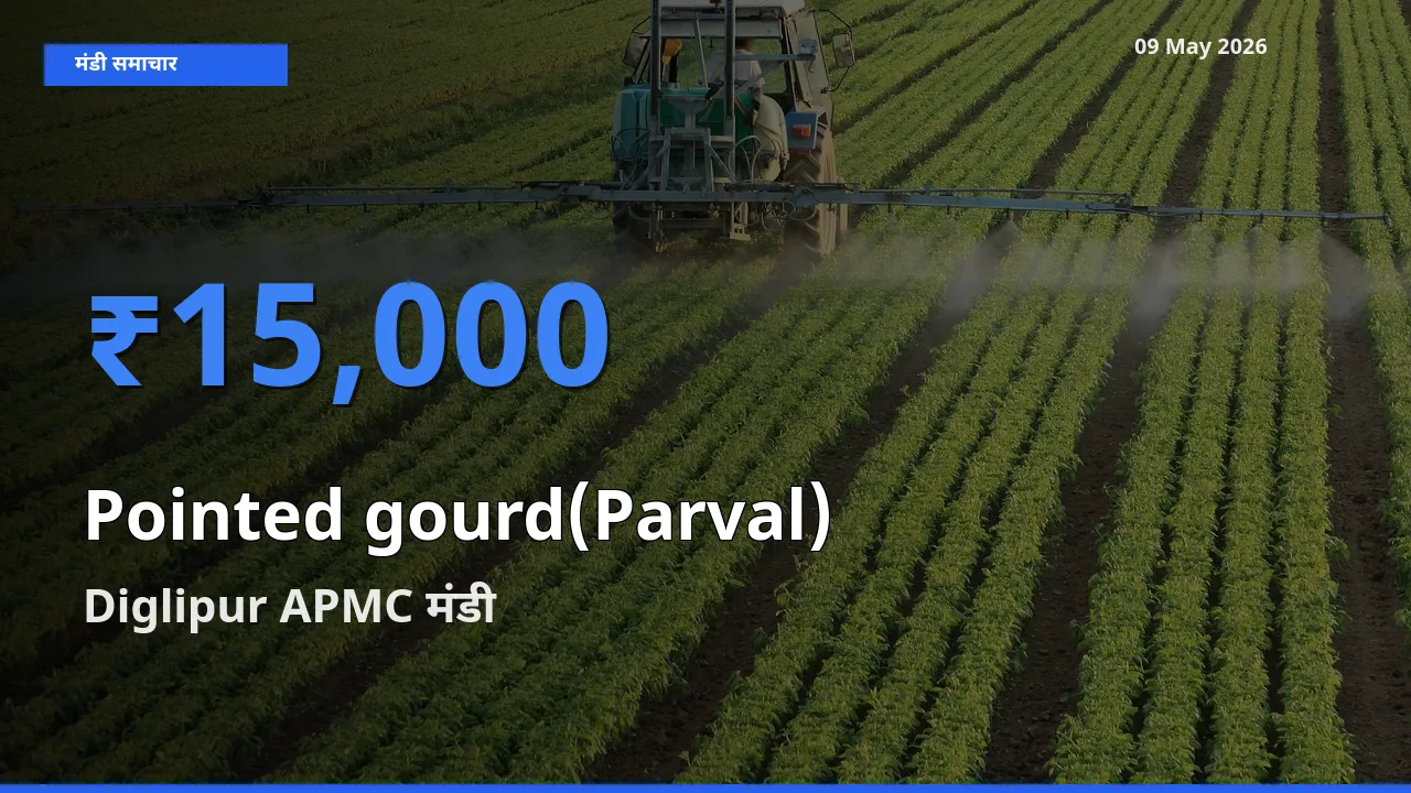 Diglipur APMC में परवल का आज सबसे ऊँचा भाव