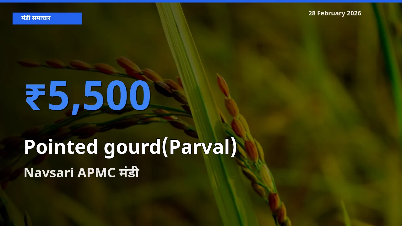 टॉप मंडी बना Navsari APMC! Pointed gourd(Parval) के सबसे ऊँचे दाम यहीं दर्ज