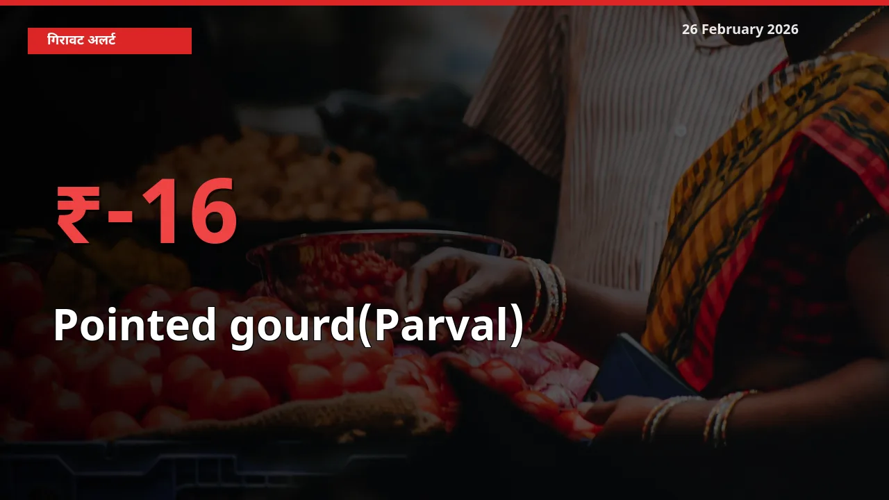 स्थानीय मंडी में Pointed gourd(Parval) के दाम अचानक 16.03% गिरे, किसानों की चिंता बढ़ी