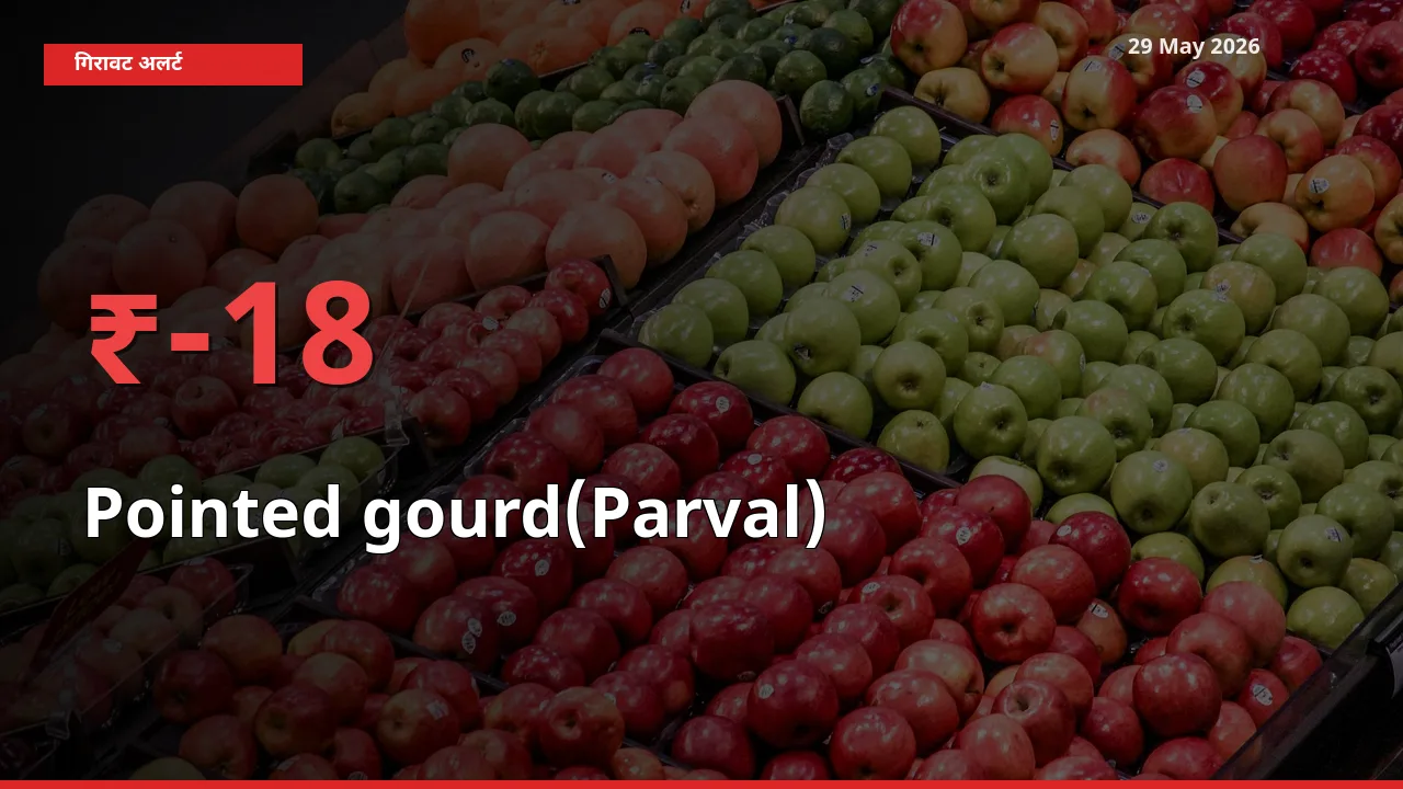 आज का मंडी भाव: परवल के दाम मंडी में 18.43% नीचे