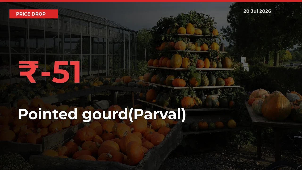 Sharp Fall! Pointed gourd(Parval) Prices Plunge 50.58% in a Day at Key Mandis