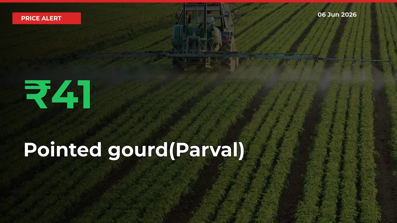 Big Rally! Pointed gourd(Parval) Climbs 40.64% in 24 Hours at Top Mandis