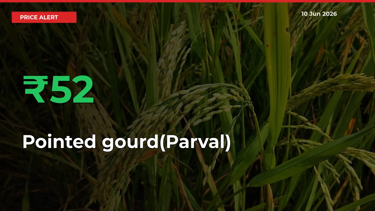 Pointed gourd(Parval) Rises 52.31% at Mandis