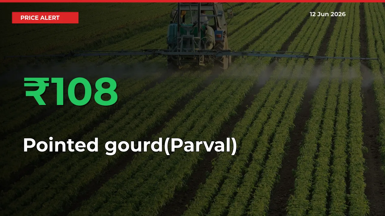 Big Rally! Pointed gourd(Parval) Climbs 108.42% in 24 Hours at Top Mandis