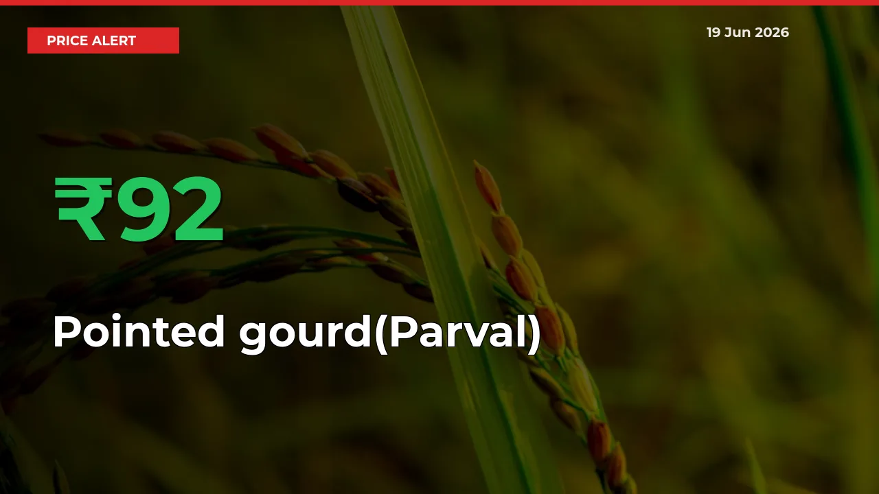 Sudden 92.17% Rally in Pointed gourd(Parval) Prices Across Mandis