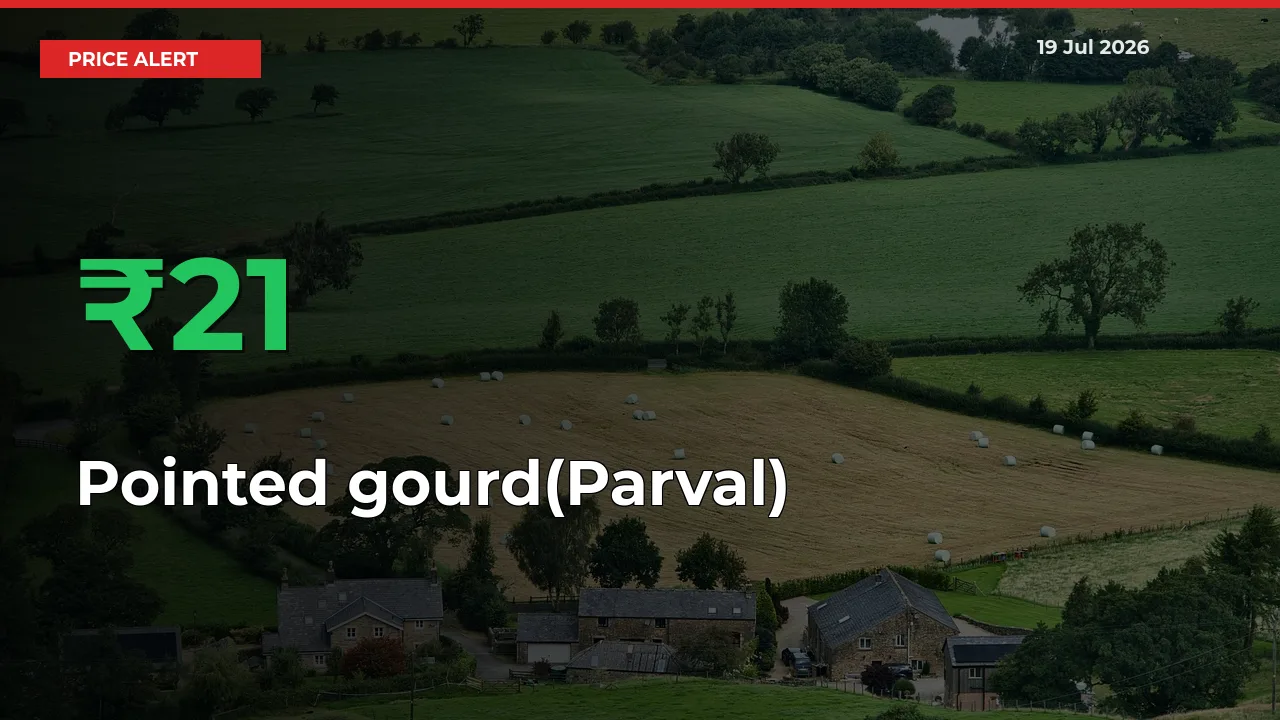 21.43% Spike in Pointed gourd(Parval) Prices – Mandi Sees Sudden Rally