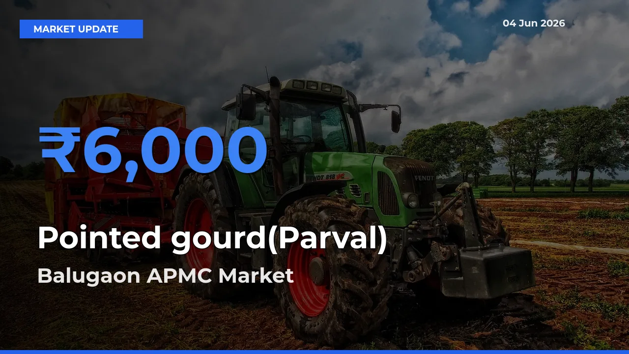 Market Watch: Balugaon APMC Becomes Top Mandi for Pointed gourd(Parval)