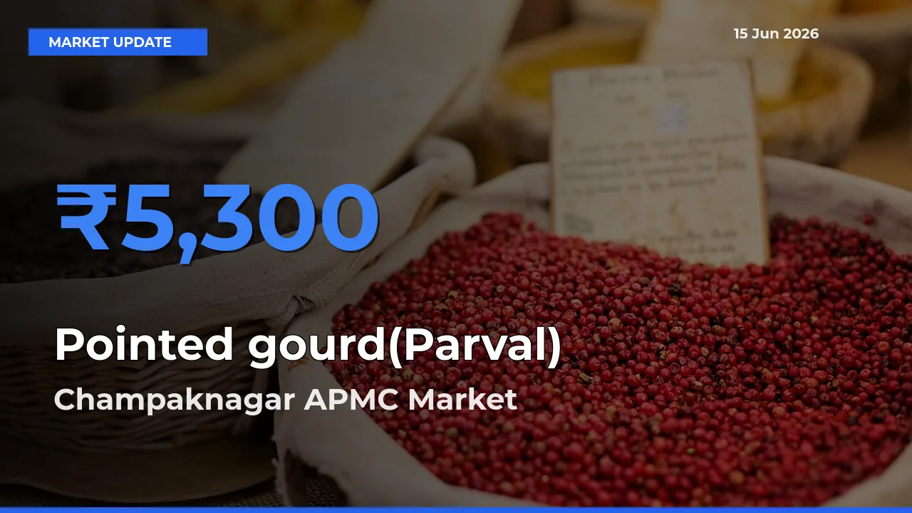 Champaknagar APMC Emerges as Top Mandi for Pointed gourd(Parval) Prices Today