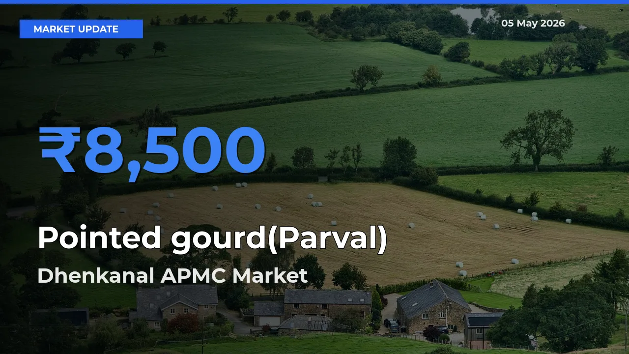 Farmers Prefer Dhenkanal APMC as Pointed gourd(Parval) Hits Highest Rate