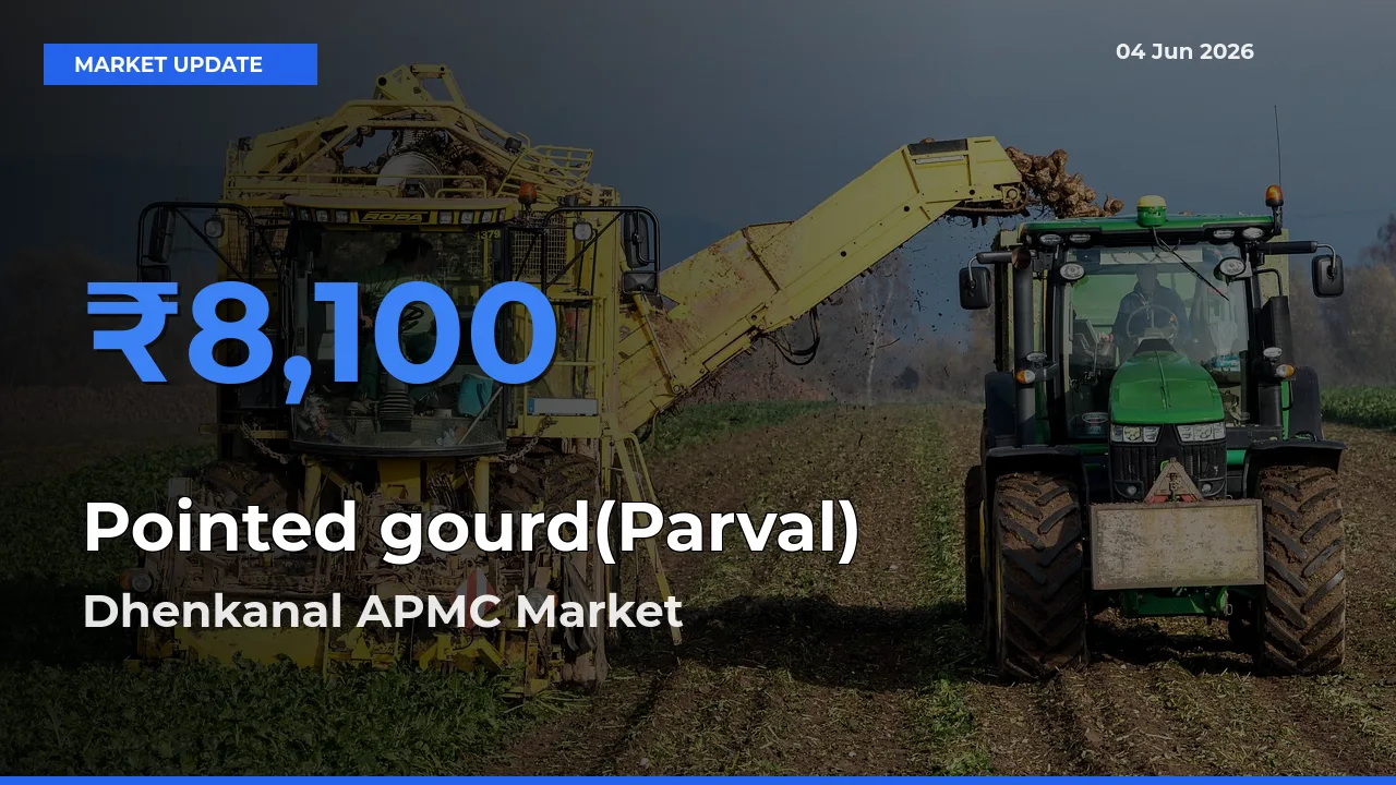 Market Watch: Dhenkanal APMC Becomes Top Mandi for Pointed gourd(Parval)
