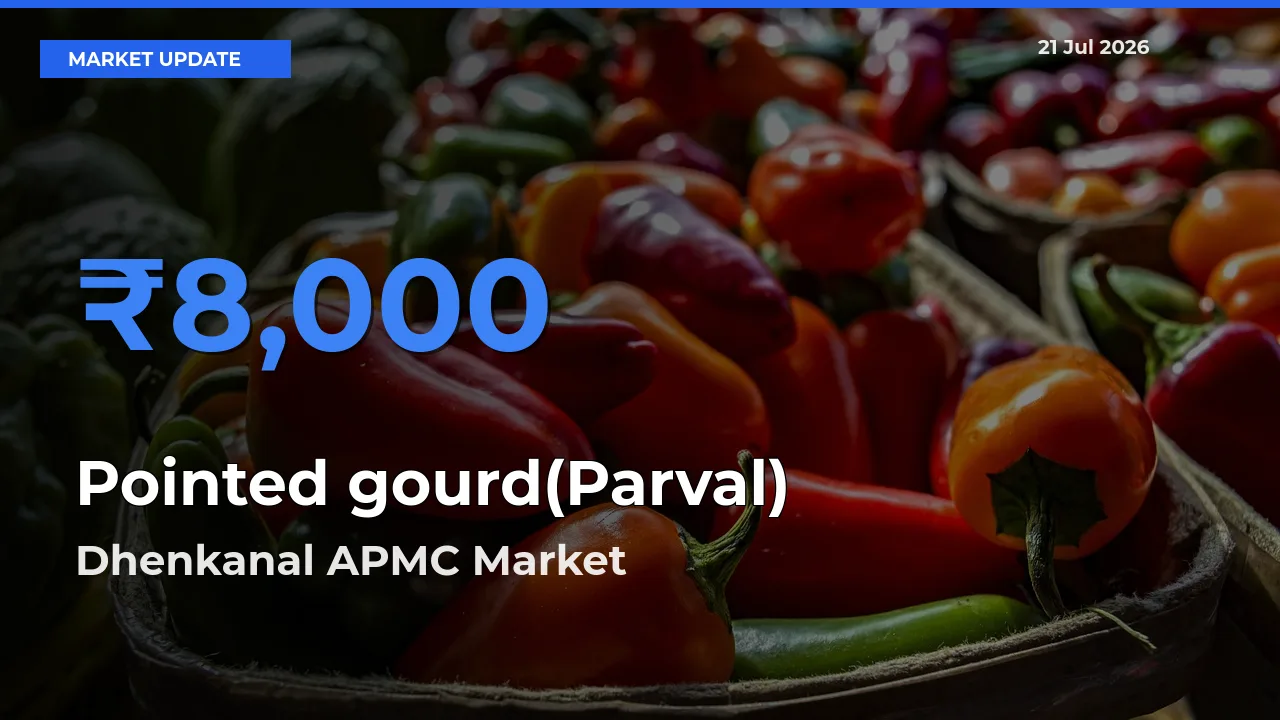 Market Watch: Dhenkanal APMC Becomes Top Mandi for Pointed gourd(Parval)