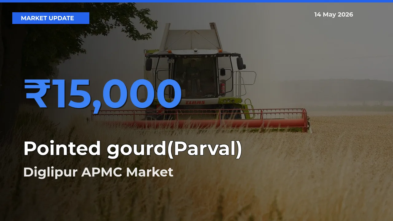 Farmers Prefer Diglipur APMC as Pointed gourd(Parval) Hits Highest Rate