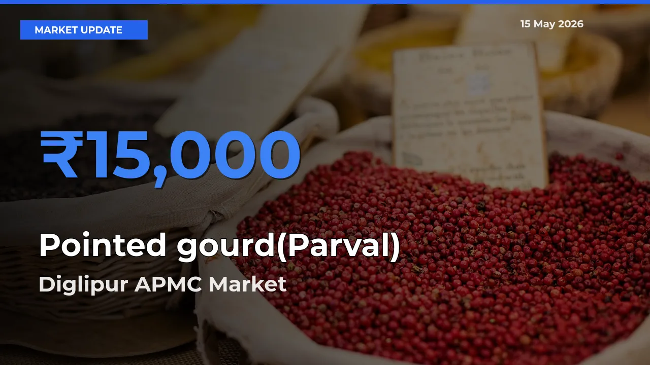 Diglipur APMC Records Highest ₹15,000 Rate for Pointed gourd(Parval)