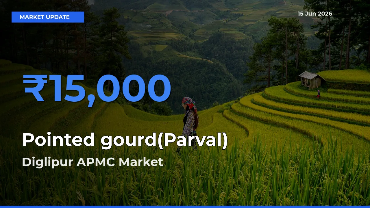 Diglipur APMC Offers ₹15,000 – Highest Pointed gourd(Parval) Rate Today