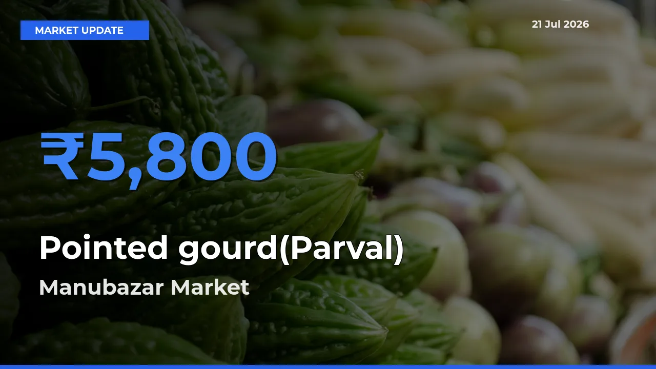 Manubazar Leads as Top Mandi for Pointed gourd(Parval) Prices