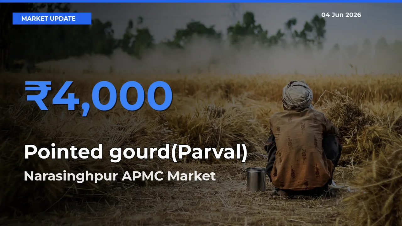 Market Watch: Narasinghpur APMC Becomes Top Mandi for Pointed gourd(Parval)