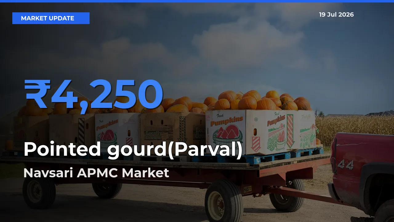 Navsari APMC Records Highest ₹4,250 Rate for Pointed gourd(Parval)