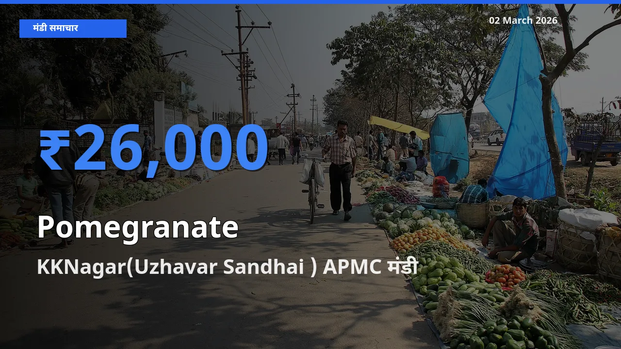 टॉप मंडी बना KKNagar(Uzhavar Sandhai ) APMC! Pomegranate के सबसे ऊँचे दाम यहीं दर्ज