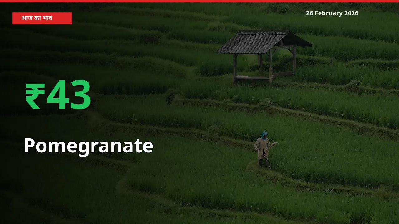 तेज़ तेजी! मंडी में Pomegranate के दाम 43.45% चढ़े