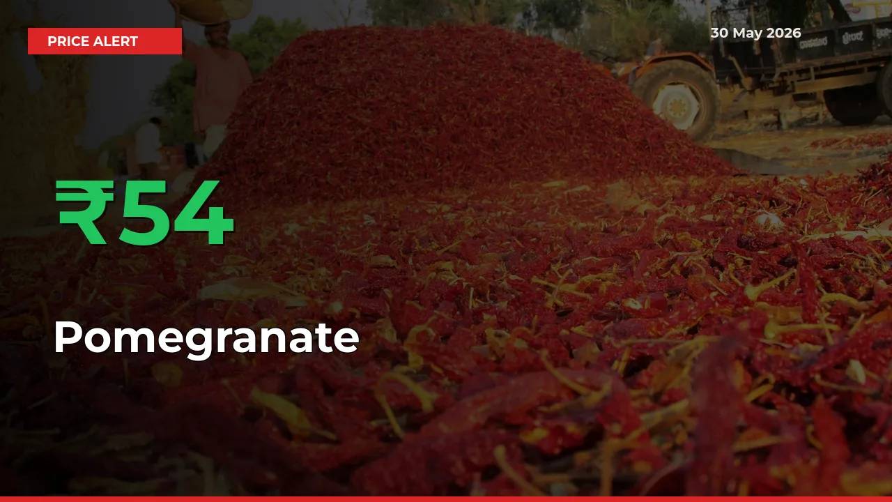 Pomegranate Mandi Rate Today: Prices Jump 53.65% at Market