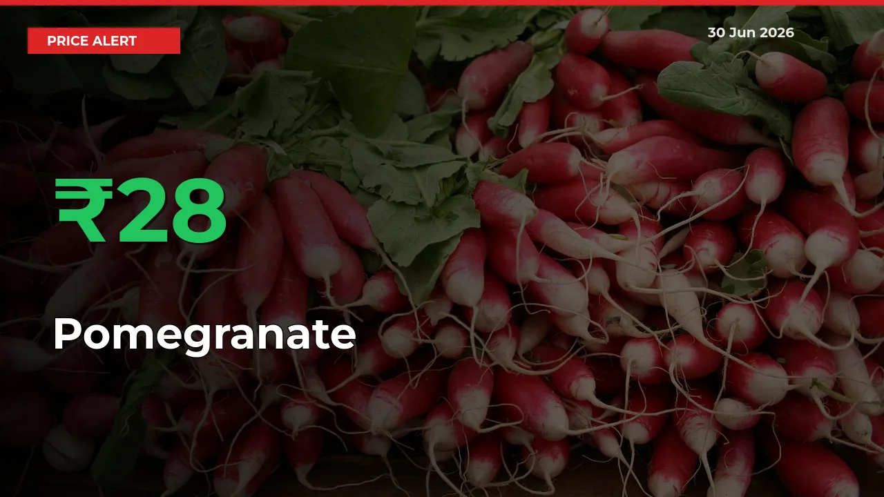 Why Pomegranate Prices Rose 27.74% in a Day at Mandis