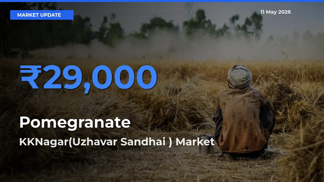 Market Watch: KKNagar(Uzhavar Sandhai ) Becomes Top Mandi for Pomegranate