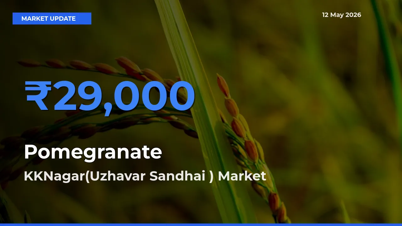 KKNagar(Uzhavar Sandhai ) Tops Pomegranate Mandi Rates Today