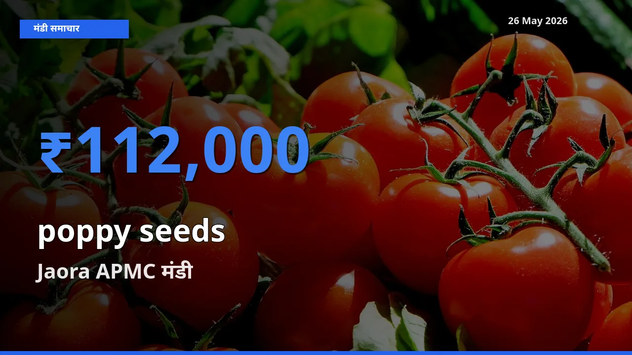आज खसखस के सबसे ज़्यादा दाम Jaora APMC मंडी में दर्ज