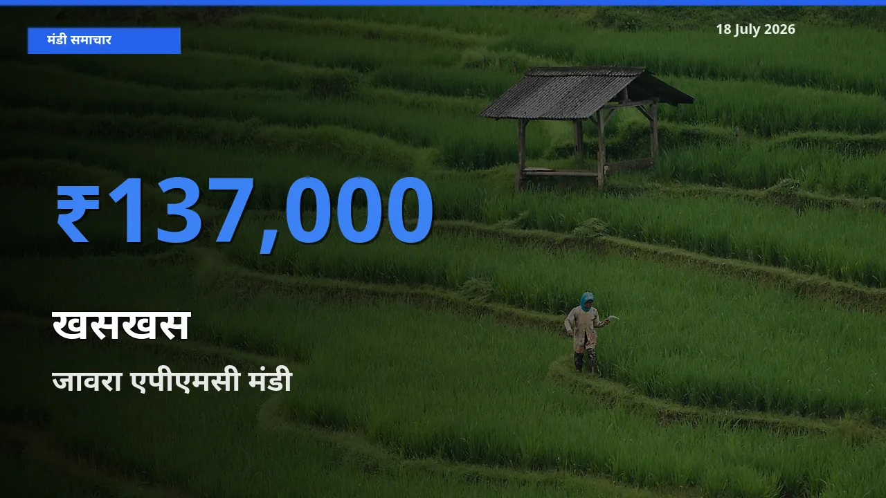 जावरा एपीएमसी मंडी में खसखस ₹137,000 पर पहुँचा – आज का सर्वोच्च भाव