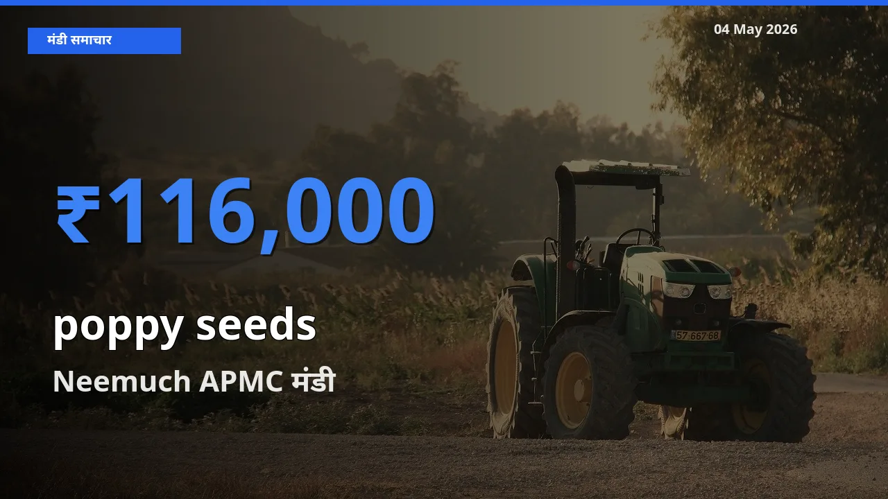 किसानों की पसंद बना Neemuch APMC, खसखस के सबसे अच्छे दाम