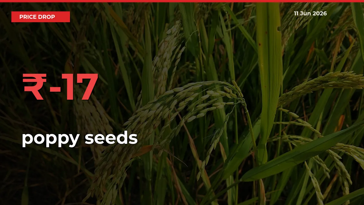Why poppy seeds Prices Fell 17.13% in a Day at Mandis