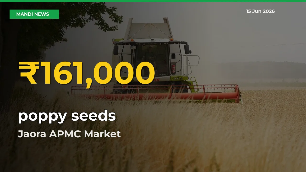 poppy seeds Price Rally Continues – Jaora APMC Hits Fresh High Today