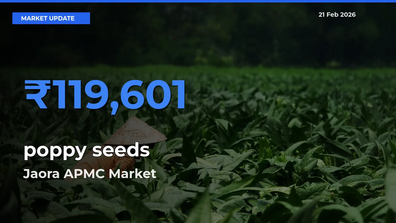 Market Watch: Jaora APMC Becomes Top Mandi for poppy seeds