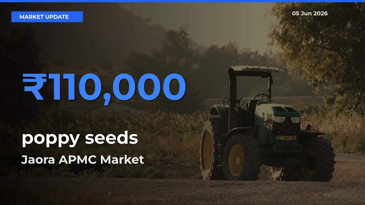 Jaora APMC Records Highest ₹110,000 Rate for poppy seeds