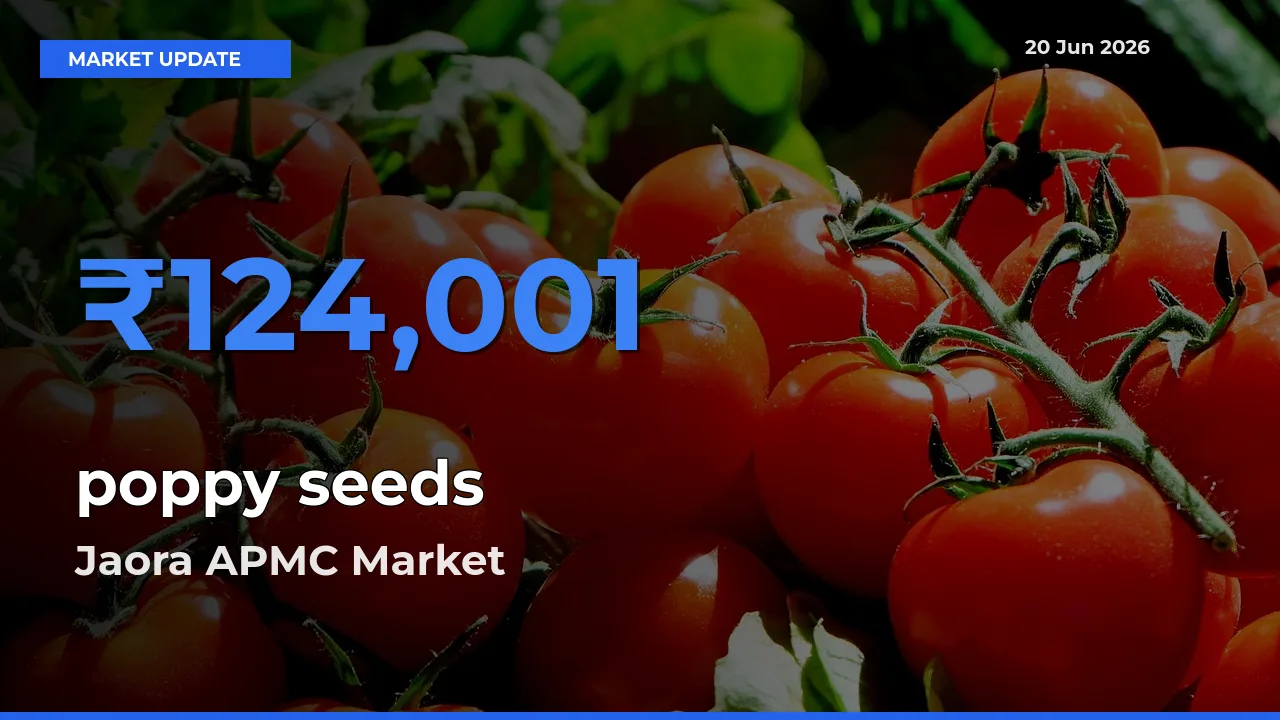 Market Watch: Jaora APMC Becomes Top Mandi for poppy seeds