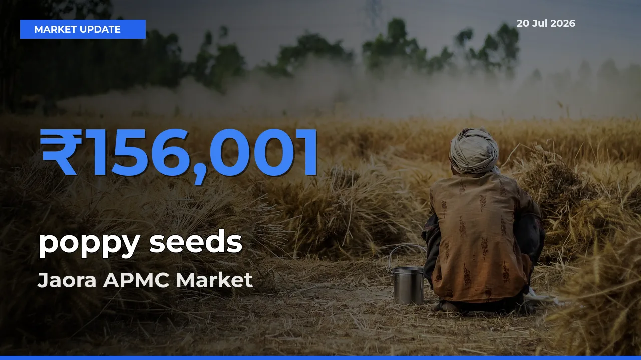 Jaora APMC Tops poppy seeds Mandi Rates Today