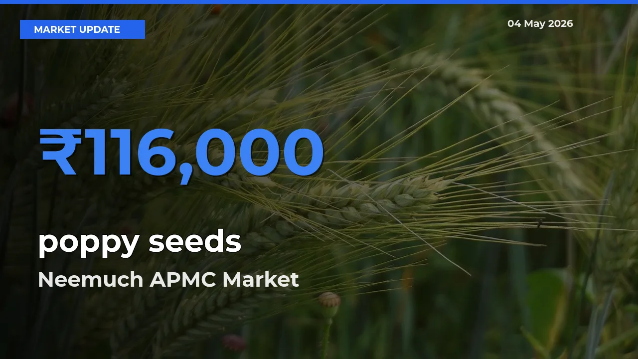 Top Performer! Neemuch APMC Offers Best poppy seeds Price Today