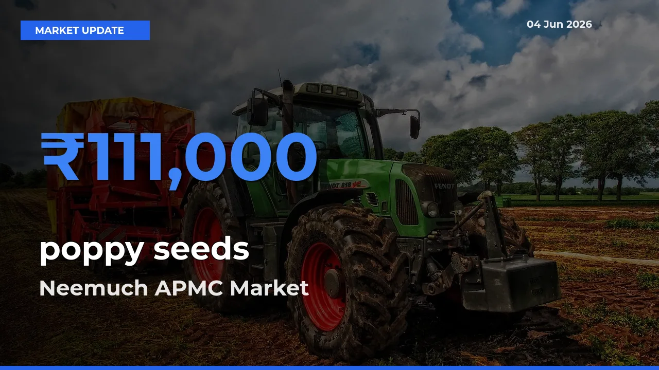 Neemuch APMC Emerges as Top Mandi for poppy seeds Prices Today