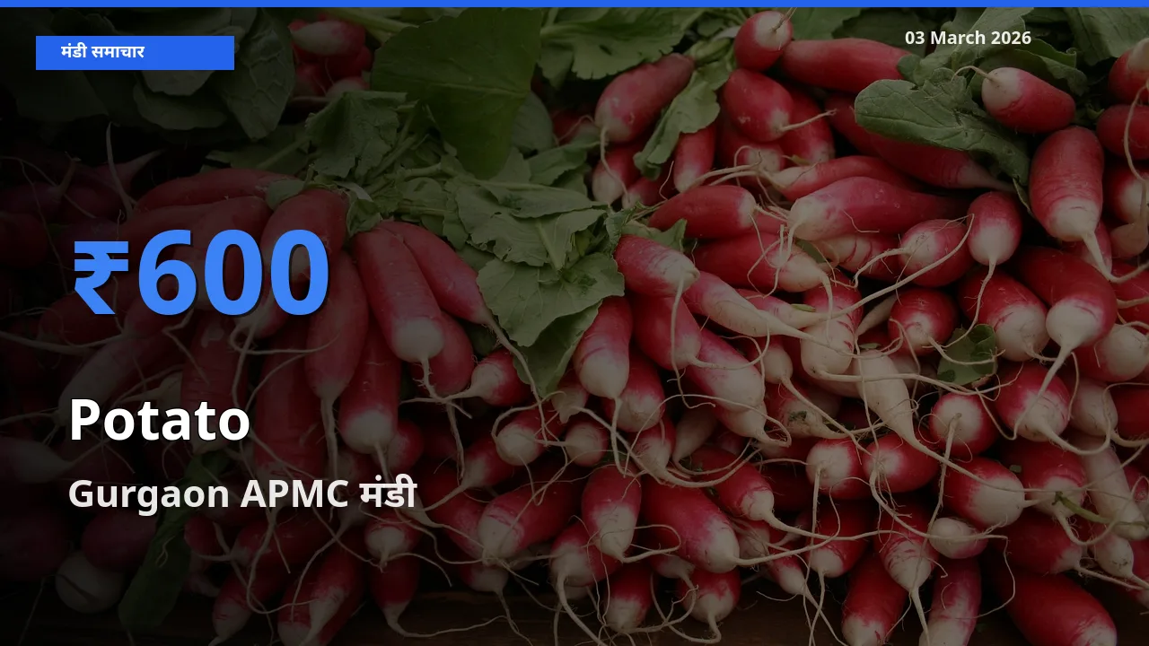 किसानों की पसंद बना Gurgaon APMC, आलू के सबसे अच्छे दाम