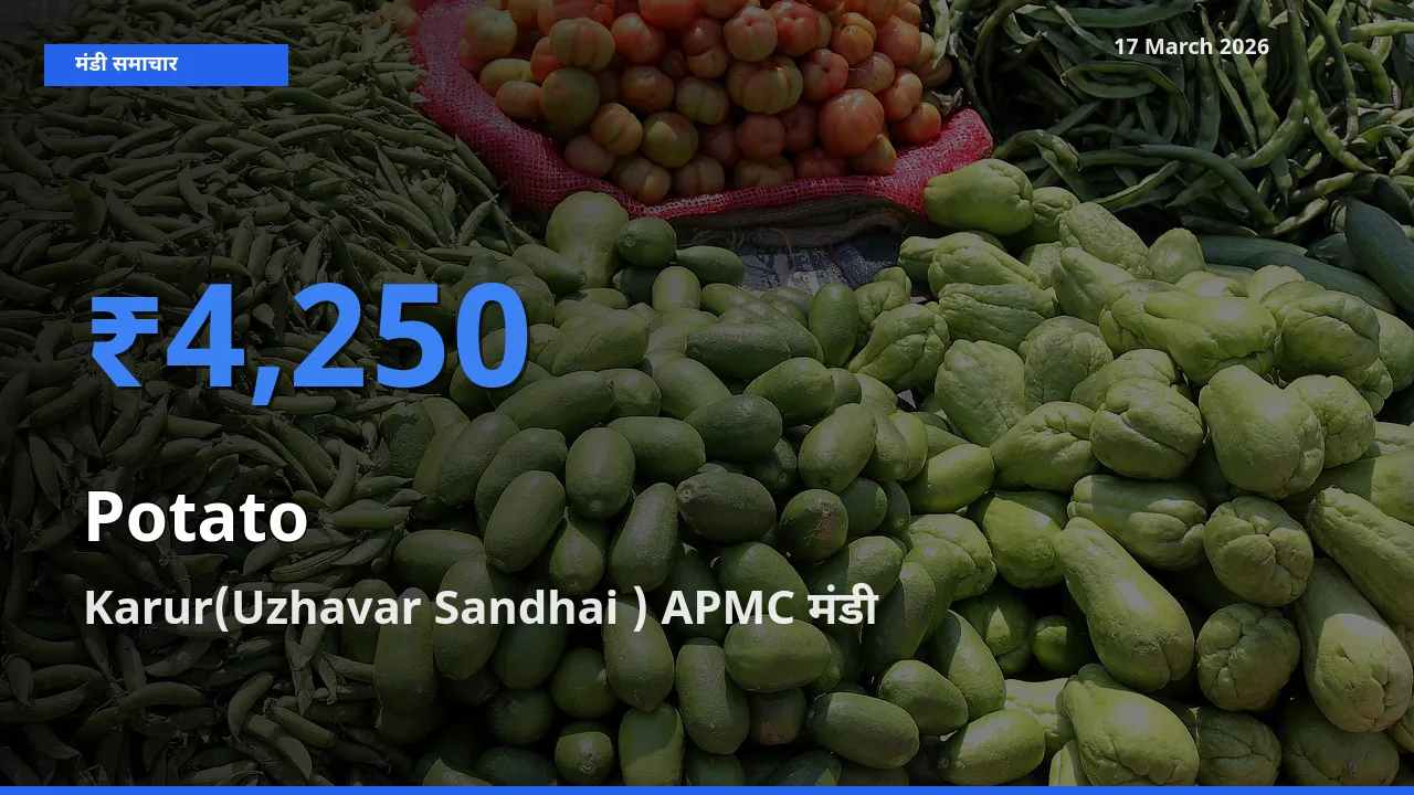 आज आलू के सबसे ऊँचे दाम ₹4,250 Karur(Uzhavar Sandhai ) APMC मंडी में