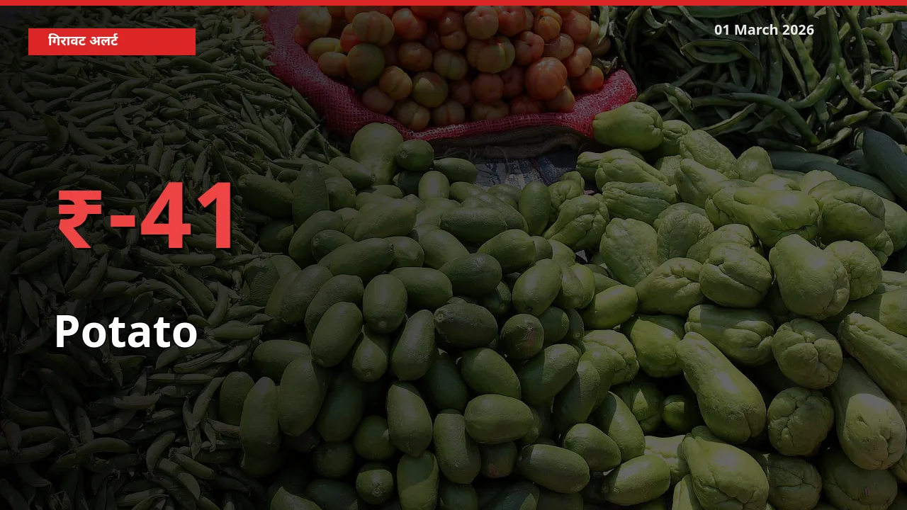 Potato 41.15% गिरा, मंडी