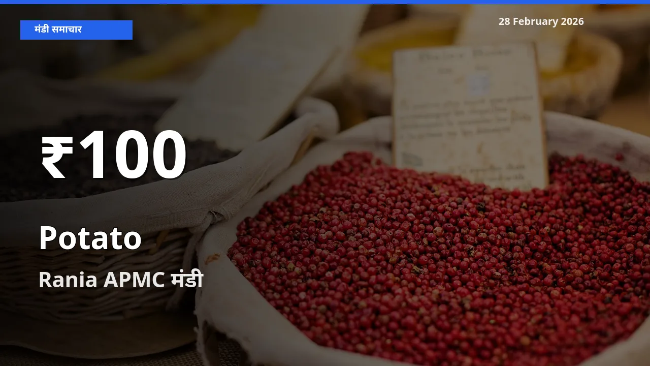 आज का मंडी भाव: Rania APMC में Potato 30 दिन के सबसे कम स्तर पर