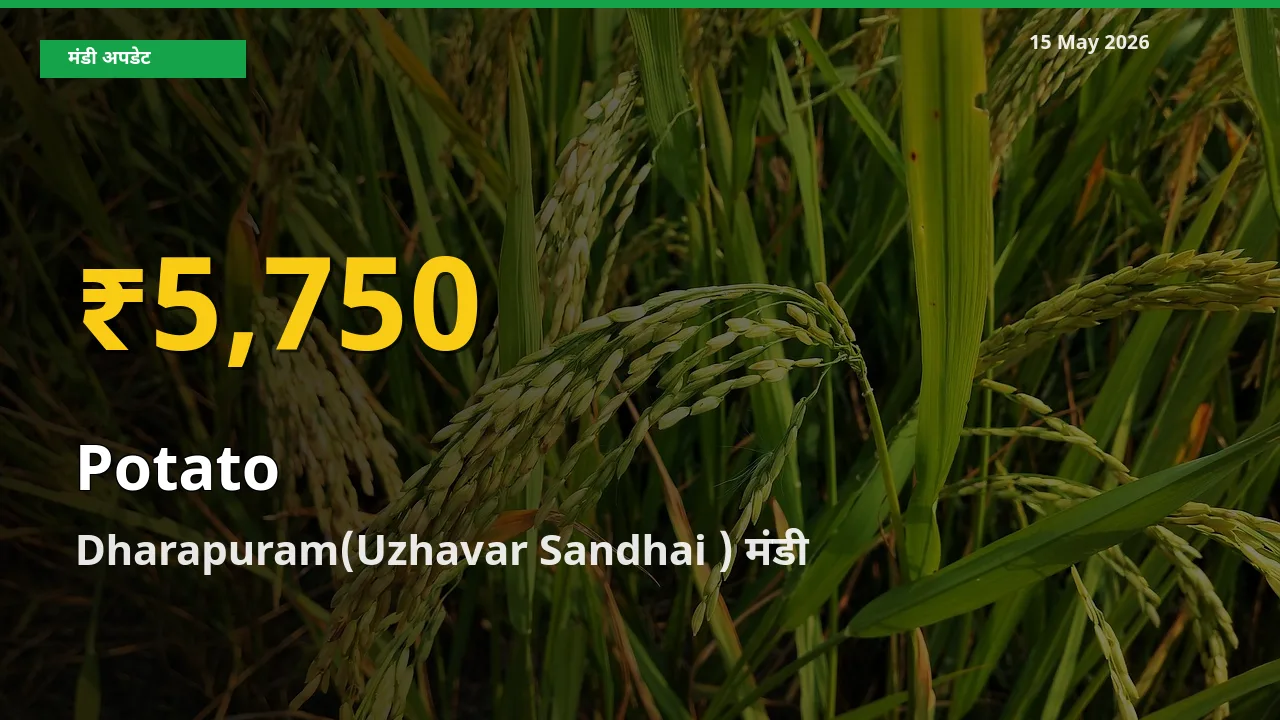 आज का मंडी भाव: Dharapuram(Uzhavar Sandhai ) में आलू सबसे ऊँचे स्तर पर