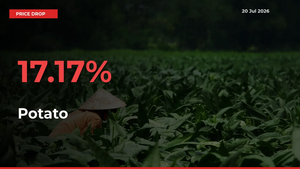 Potato Falls 17.17% at Mandis