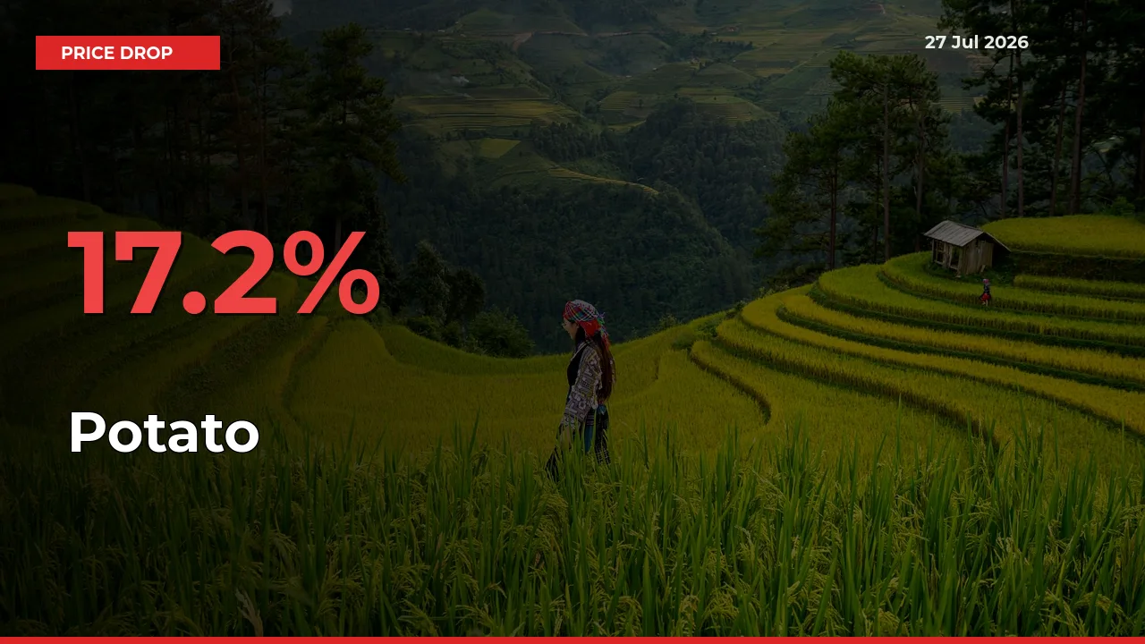 Why Potato Prices Fell 17.2% in a Day at Mandis