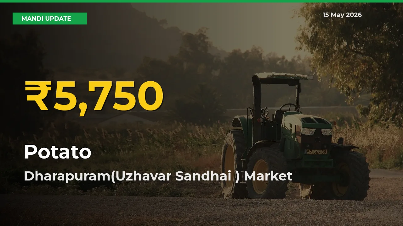 Potato Price Hits New High in Dharapuram(Uzhavar Sandhai ) Today – Check Latest Mandi Rates