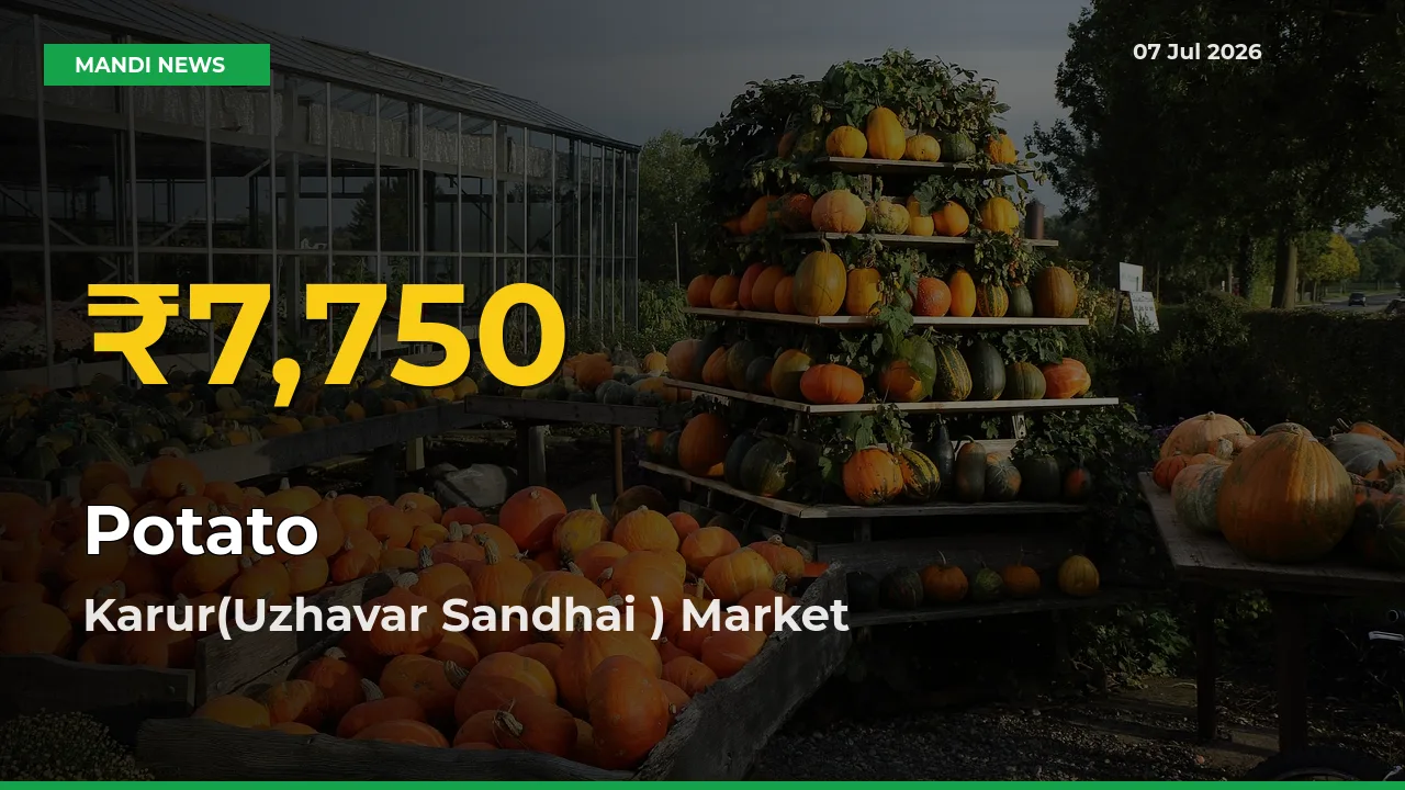 Karur(Uzhavar Sandhai ) Leads as Potato Hits Highest Rate – July 07 Update