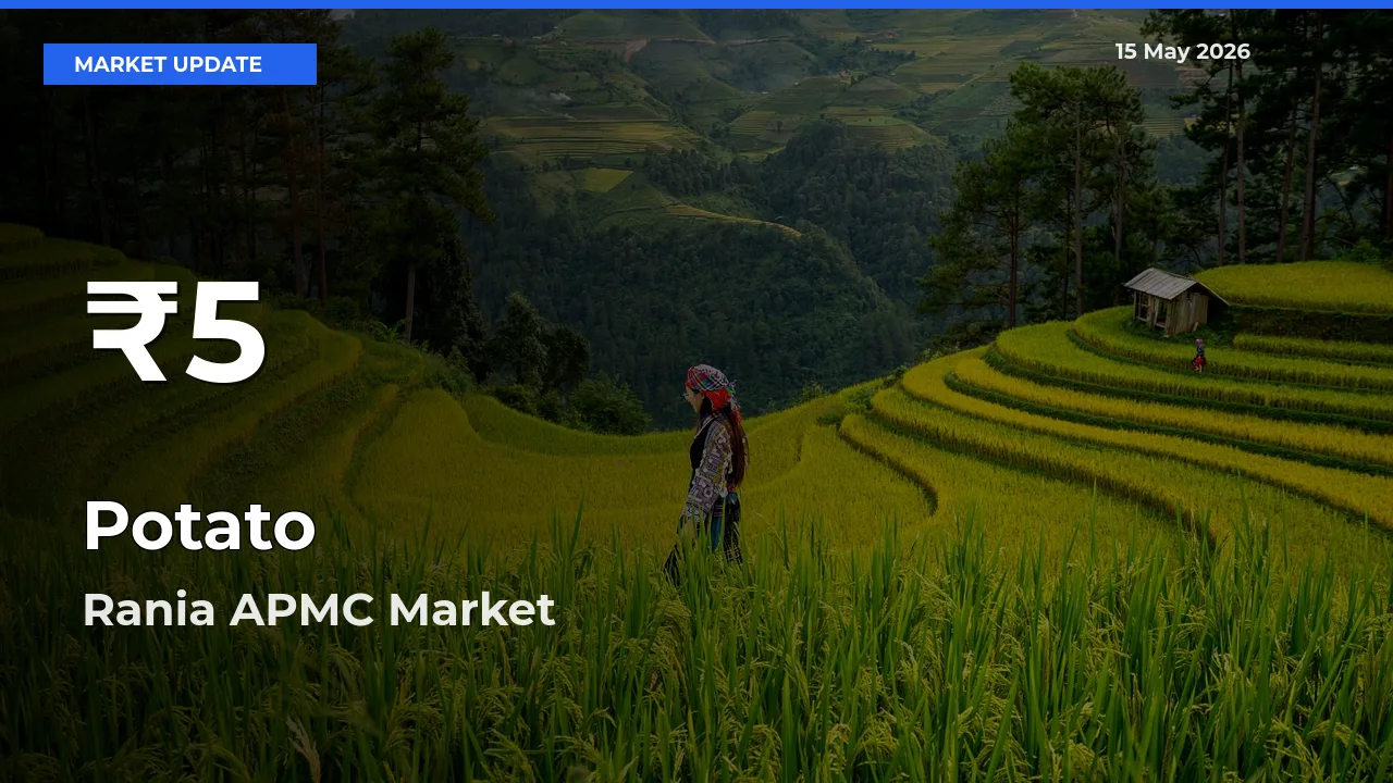 Potato Falls to ₹5 in Rania APMC – 30-Day Lowest Rate