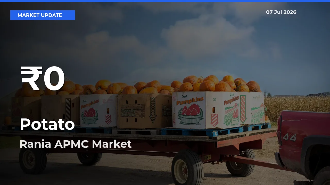 Potato Hits 30-Day Low in Rania APMC